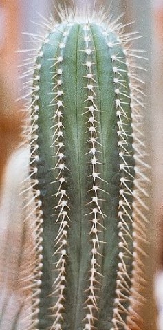 Coleocephalocereus_fluminensis